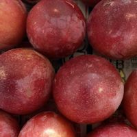 カリン,ジューンベリー,スモモ,ハナモモ,クサイチゴの画像