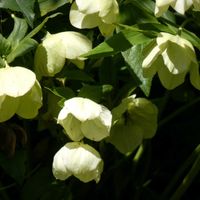 クリスマスローズ,クリスマスローズ,Juneの会,白い水曜日♡,秘密の花園♡の画像