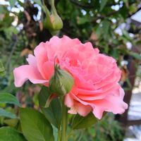 八重ムクゲ,地植え,花のある暮らし,小さい花壇,狭い花壇の画像