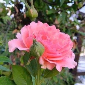 八重ムクゲ,地植え,花のある暮らし,小さい花壇,狭い花壇の画像