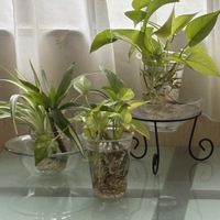 ドラセナ,ポトス,オリヅルラン,花のある暮らし,愛媛県の画像