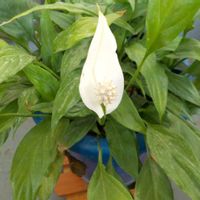 スパティフィラム,観葉植物,ベランダの画像