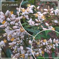 ナンテン,暑い！,いつもありがとう,出会いに感謝,嬉しい出会いの画像