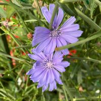 チコリ,キクニガナ(チコリ),ハーブ,いい香り,紫の花の画像