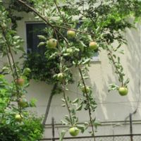 リンゴ,寄り道散歩の画像
