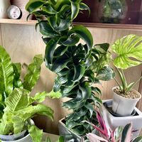 ドラセナ,ドラセナ・トルネード,観葉植物,クルクル葉っぱ,キキ　ドラセナの画像
