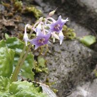 イワタバコ,山野草,花のある暮らし,繋がりに感謝✨,青い花マニアの画像