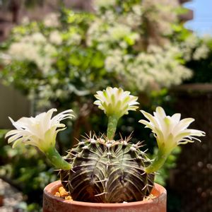 サボテン,牡丹玉,多肉植物,鉢植え,ダイソーの画像