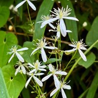 センニンソウ,マンリョウ,エメラルドグリーン,飛騨川,つる性植物の画像