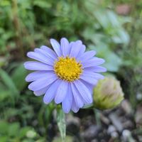 サルスベリ,シオン,かわいい,開花,癒しの画像