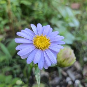 サルスベリ,シオン,かわいい,開花,癒しの画像