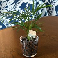 テーブルヤシ,観葉植物,リビング・ダイニングの画像