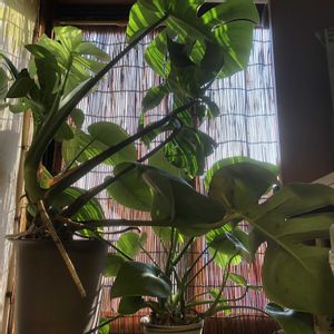 モンステラ,観葉植物,鉢植え,熱帯植物,緑のある暮らしの画像
