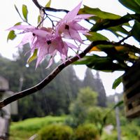 とうもろこし,デンドロビウムビファーカタム,洋蘭,洋ラン,新潟県の画像