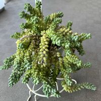 新玉つづり（ビアホップ）,ビア ホップ,ベランダの画像