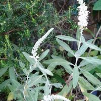 ベロニカ,ヒューケラ,白花トウテイランの画像