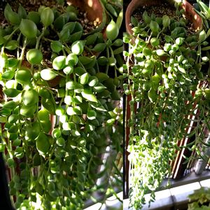 グリーンネックレス,多肉植物,緑のカーテンの画像