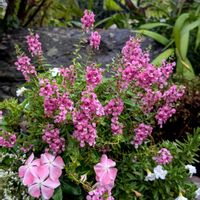 カリブラコア,カラミンサ,アンゲロニア セレニータ,ニチニチ草,白妙菊(しろたえぎく)の画像