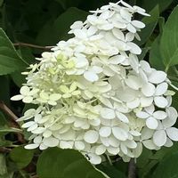 熊童子,ノリウツギ,フウセンカヅラ,白花ハナキリン,フクロウの日の画像