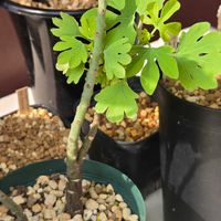 アデニア・グラウカ,塊根植物,実生,つる性植物,種子から育てるの画像