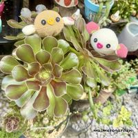 七宝樹,斑入りグリーンネックレス,琴爪菊,アエオニウム属,つぶつぶの画像
