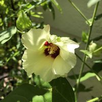 ワタ,和綿,種から,種から育てる！,もんハーブ園の画像