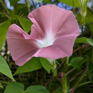 アサガオ,朝顔団十郎,団十郎,グリーンカーテンの画像