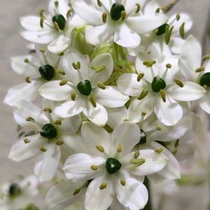 オーニソガラム,生け花,花は癒やし♡,梅仕事,白い水曜日♡の画像