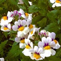 ネメシア,ネメシア ネシア,大好き,花のある暮らし,よくがんばった❗の画像
