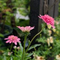 アリウム,エキナセア,エキナセア ミニベル,花のある暮らし,おうち園芸の画像