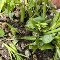プランター野菜,家庭菜園の画像