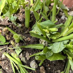 プランター野菜,家庭菜園の画像