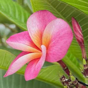 花芽,実生,花のある暮らし,熱帯植物,元気に育ててますよの画像