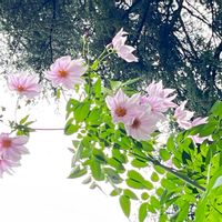皇帝ダリアの画像