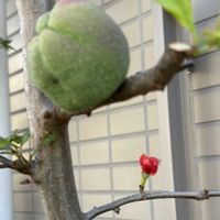 ボケ,ボケの実,木瓜(ボケ),散歩,木瓜の花の画像