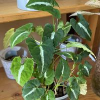 シンゴニウム,シンゴニウム,サトイモ科,観葉植物,ハイドロカルチャーの画像