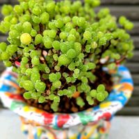 グミ,斑入りグミ,ドロサンテマム グロボーサム,ドロサンテマム蜜橘,つぶつぶの画像