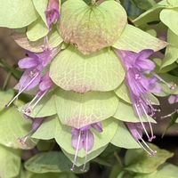 オレガノ ケントビューティー,オレガノ ケントビューティー,観葉植物,鉢植え,花壇の画像