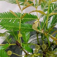 エバーフレッシュ,観葉植物,つぼみに魅せられて,乙女色クラブ,花咲く乙女たち♡の画像