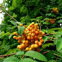 ナナカマド,ナナカマド,ナナカマド,ななかまど,真っ赤の画像