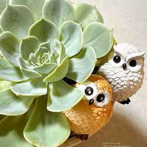 七福神,セリア,セリア雑貨,七福神の日,幸せを呼ぶフクロウ祭りの画像