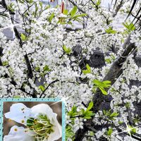 スモモ,オリヅルラン,ヤブガラシ,ガステリア 子宝,オリヅルランの花の画像