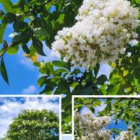サルスベリ,イワダレソウ,白い水曜日♡,チーム千葉✿︎,秘密の花園♡の画像