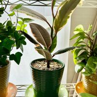 フィカス・ティネケ,フィカス,観葉植物,インテリアグリーン,緑は癒しの画像