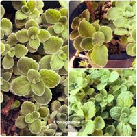 アロマティカス,いい香り,植物中毒,お花は癒し,被災地にエールを…。の画像