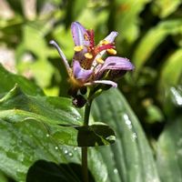 ホトトギス,タイワンホトトギス,鉢植え,ネコ好き,花のある暮らしの画像