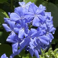 ブラックベリー,ルリマツリ,イチジク,可愛い,癒されるの画像