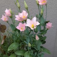 トルコキキョウ,観賞用トウガラシの画像