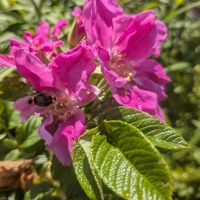 ハマナス,ハマナス(浜茄子）の実,ハマナス(浜茄子）の実,ハマナス(浜茄子）の実,ハマナス(浜茄子）の実の画像