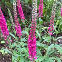 ベロニカ,季節のお花,花好き,庭の画像